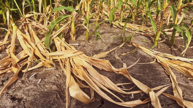 "It's just going to be a matter of the intersection of an ignition and a wind event and high temperatures."