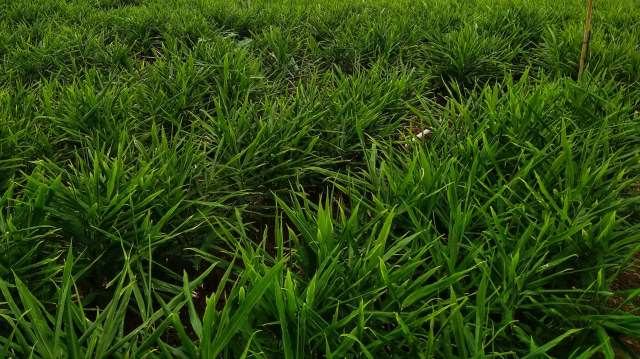 Farmers reported losses of up to 90%.