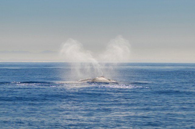 "They're really hard to see."