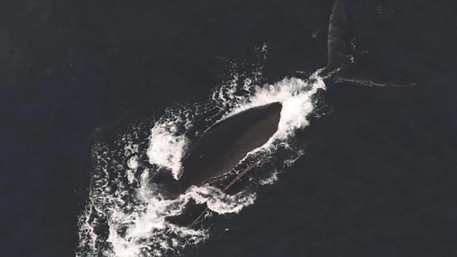 "These whales are not statistics."