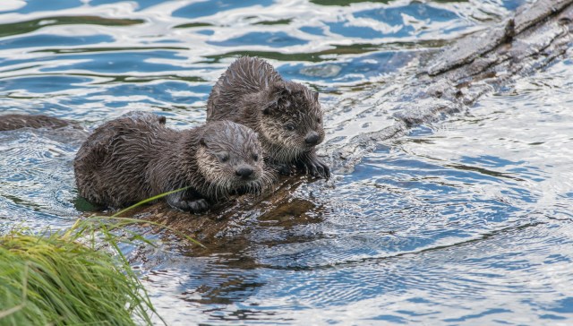 The longer you’re exposed, the more they build up in your body.