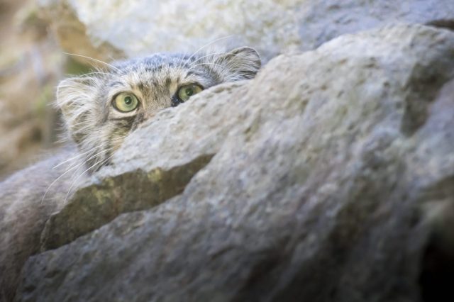 Researchers caught the animals on three camera trap sites at elevations reaching up to 13,500 feet.