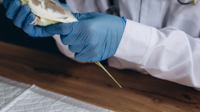 Agriculture, illegal logging, and mining have all contributed to the loss of woodlands.