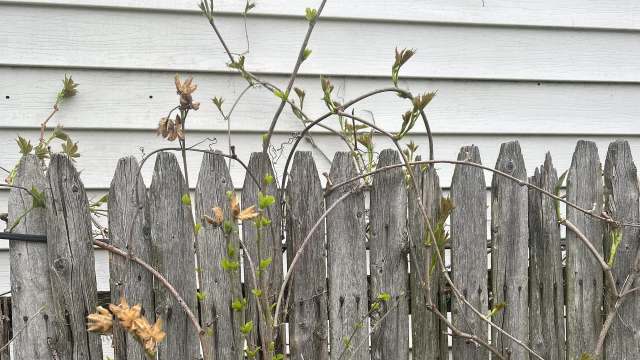 One commenter thinks it "will become a big problem in coming years."