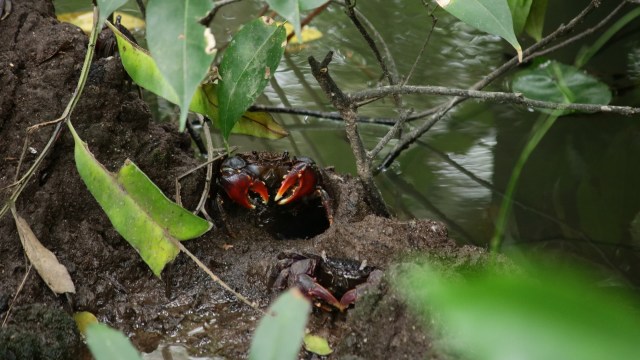 "Breeding the next generation ... in the wild."