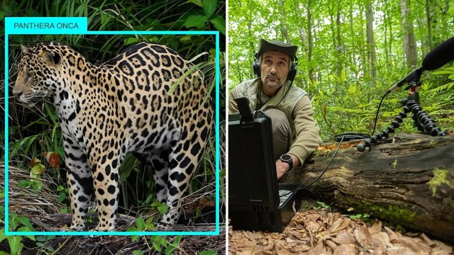 "It detects 99.4% of images containing animals."