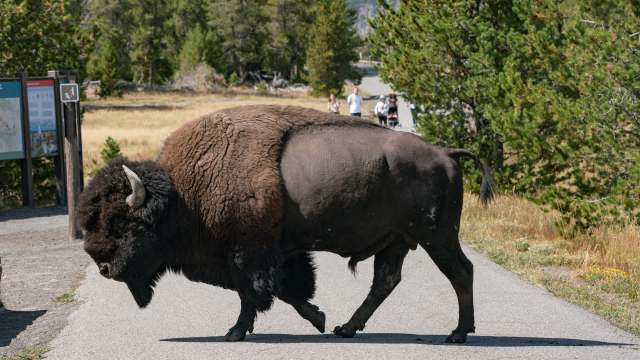 "There is absolutely nothing about that animal that looks friendly and approachable."