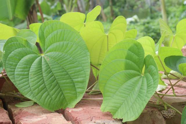 "Governmental and legislative advocacy is only as strong as the constituents behind it."