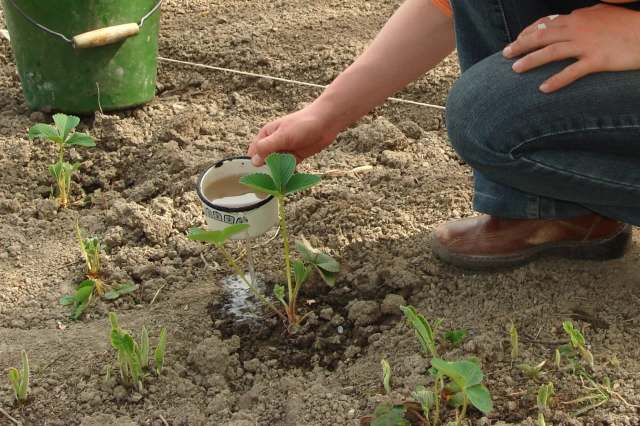 Scientists have landed on a new A-Team.