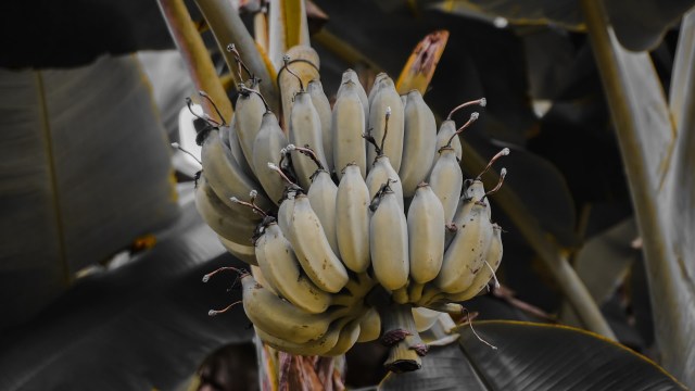 "One of the world's most important fruits."