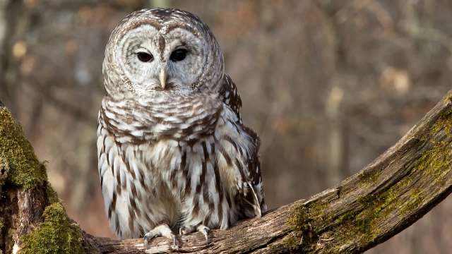 "Everyone knows Tim — he's the guy to go to when an animal needs help."