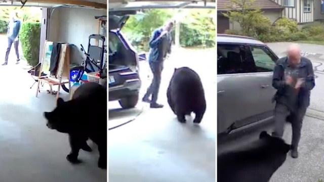 The bear became alarmed and ran toward him.