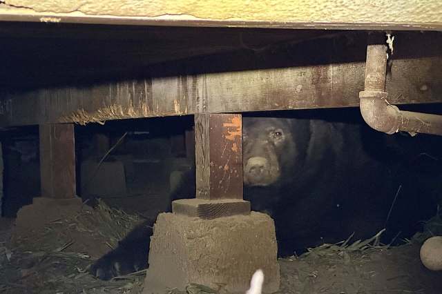 It is committed to helping people and animals rebuild their lives.