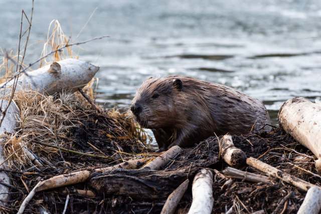 The researchers examined water quality surrounding beaver ponds and dams to measure the animals' impact.