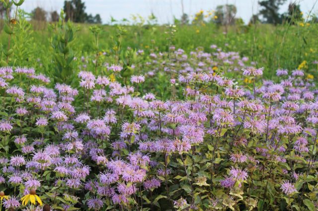 "Seriously one of my very favorites."