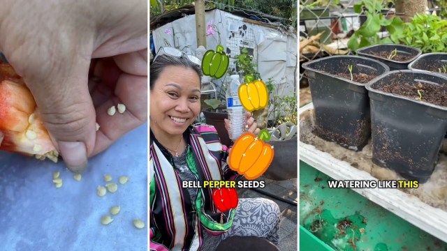 "The ridiculous price of groceries is changing my mind."