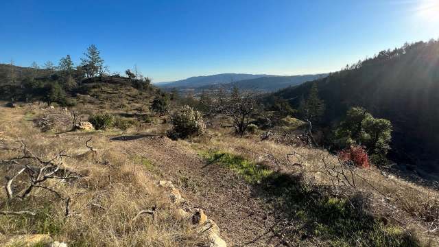 Trail cameras have become essential tools for conservationists, allowing researchers to document species without disturbing wildlife.