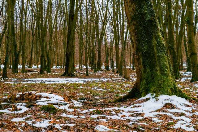 "There are many repercussions if black bears stay awake too long or skip hibernation."