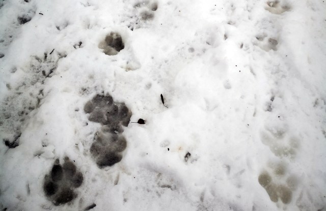 "Winter is especially a time period where animals may come a little closer to people than we’re used to."