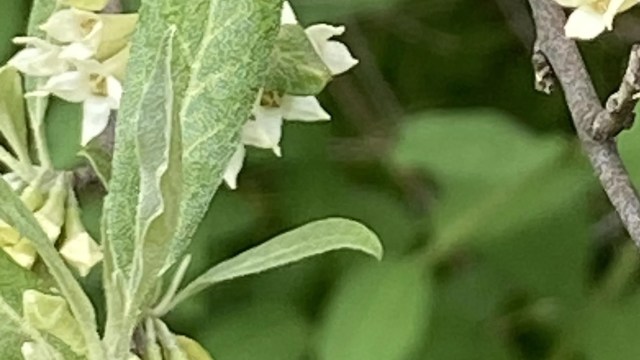 "I spend a few days a year killing as many as I can."