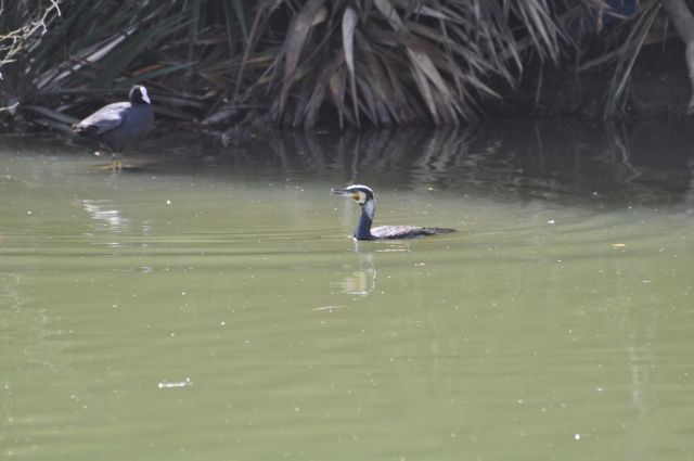 This significant increase is a result of conservation efforts and improved breeding.