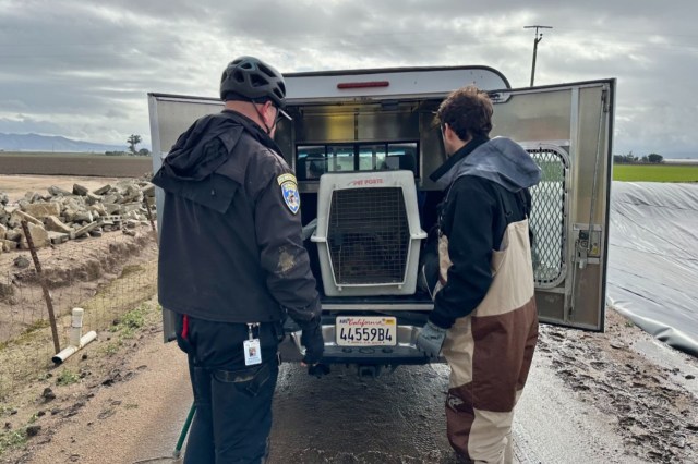 During times of drought, coyotes and other animals often have to look for water wherever they can find it.