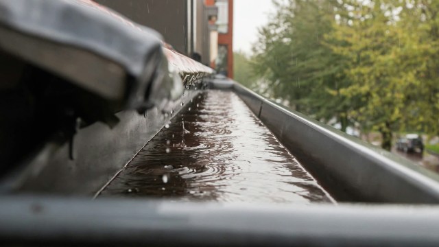 "Every organism is interacting with rainwater."