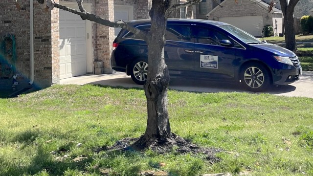 "Have you been watering it?"