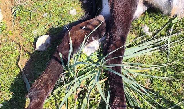 "On Sunday, there was a motorcycle rally to raise awareness for the animals. "
