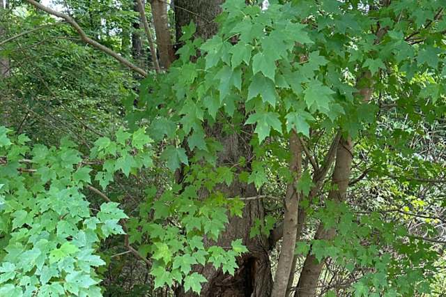 Falling trees can cause damage.