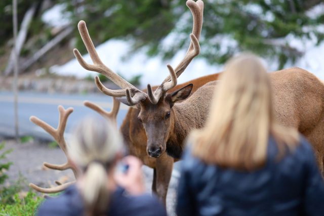 Obviously, this tourist was nowhere close to that distance.