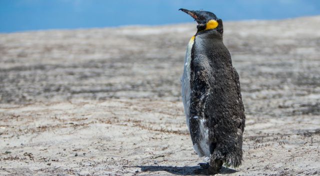 Gus’s detour is an anomaly, but it also points to a much bigger issue.