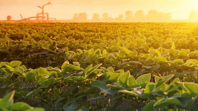 Should the warmer weather suddenly drop, the peach crops can suffer significantly.