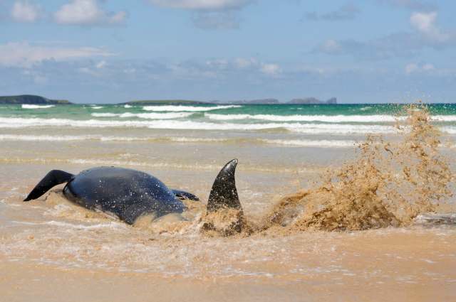 "There are many natural causes ... as well as other factors."