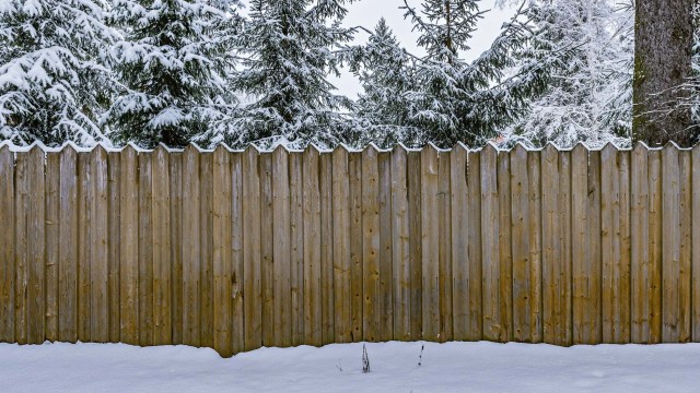 On Reddit, users shared photos showing dozens of bird tracks in their snow-covered yards. One credited their liatris plants for feeding them.