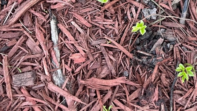 "It’s just invaded the entire side of the house."