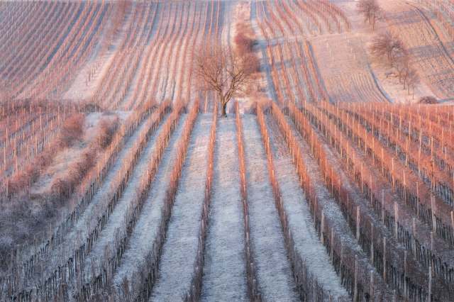 "It messes with the signaling [crops] need."