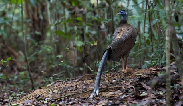 "Thank you to the villagers for helping to preserve these wild animals."