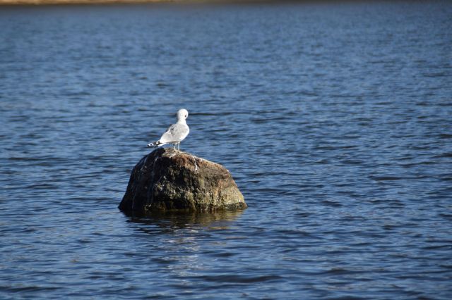 Around 1 million birds die each year because of plastic waste.