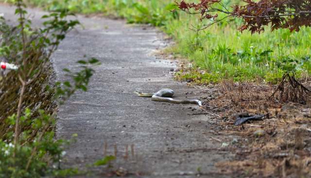 "There are key factors driving animals out of their natural habitats."
