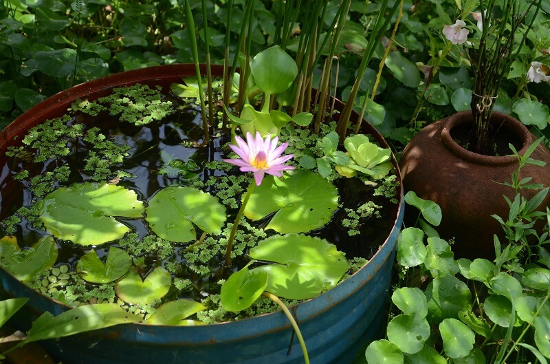 "Oh to be a frog and sit there."