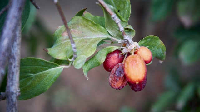 There's hope for recovery.