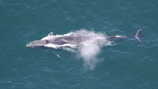When whales get hurt or sick, it doesn't just affect the animals.