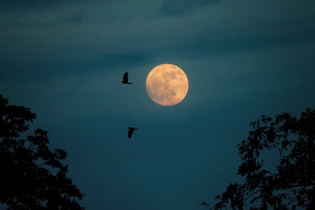 Officials say they may have been able to stop notable wildlife deaths within the past year if they’d had the equipment sooner.