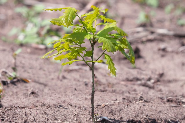 "A larger tree may give an instant gratification, but do not equate to faster growing."