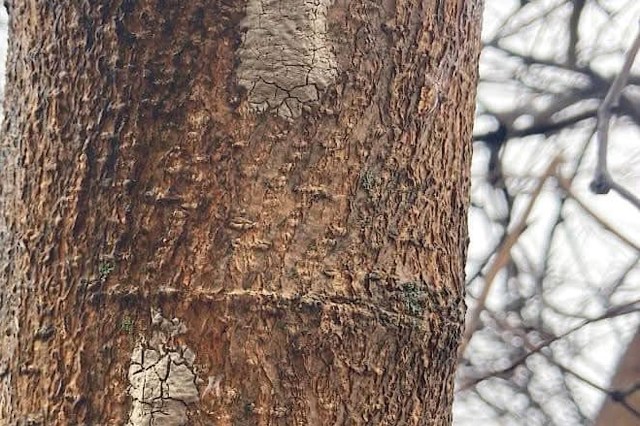 "They feed off trees."