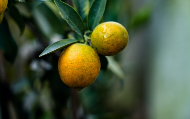 The fruits were smaller and weaker, and there were wild price swings.