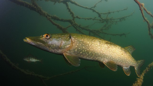 Local officials are fighting back.