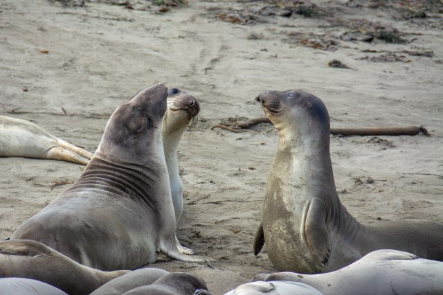 The twilight zone is the depth between 200 and 1,000 meters (656 to 3,280 feet).