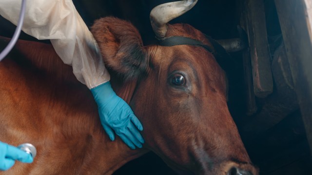 The cow is now recovering and should be OK in a few days.